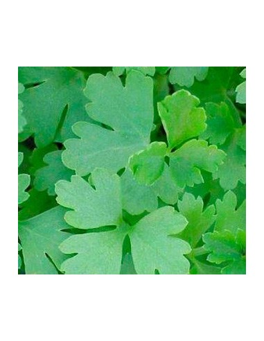 Achetez du persil pour 1,75 € chez Germigarden