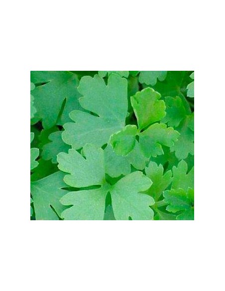 Comprar planta de julivert per 1,75€ a Germigarden