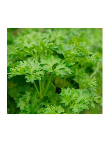 Salsa encaracolada ou chinesa (vaso de 10,5 cm) em Germigarden
