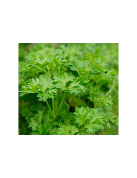 Julivert xines