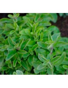 Planta manjerona em Germigarden 2