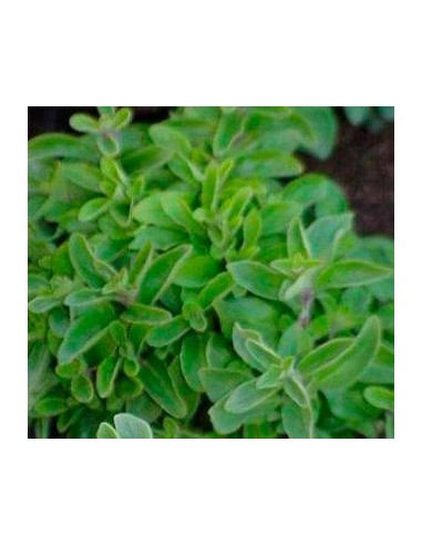 Plante de marjolaine à 1,75€ chez Germigarden