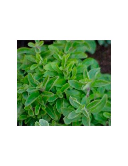 Planta de marduix