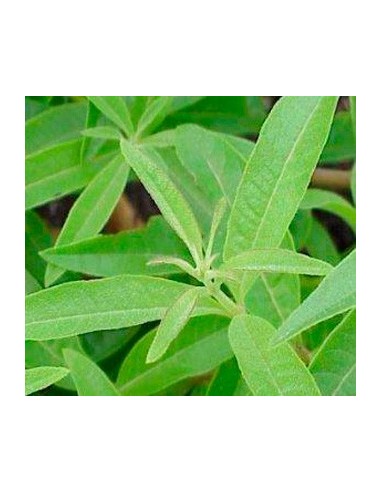 Comprar hierba luisa en planta des de 2,20€ en Germigarden