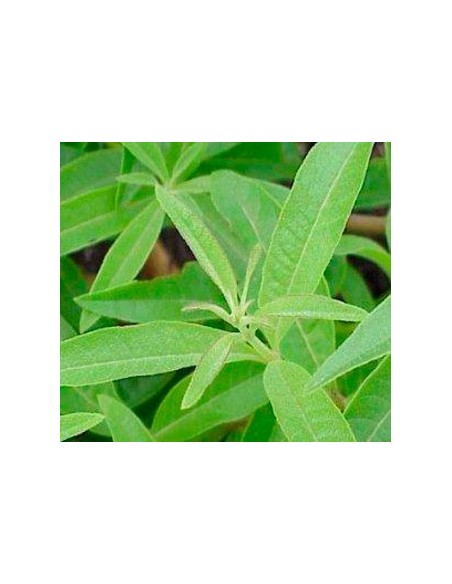 Comprar planta de maria lluisa a Germigarden des de 2,20€