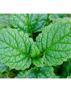 Comprar planta de melisa por 1,75€ en Germigarden 2
