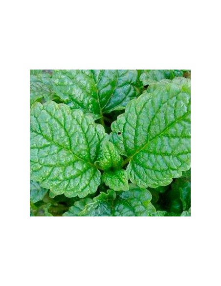 Comprar planta de melisa por 1,75€ en Germigarden