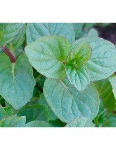 Menta a partir de 1,75€ a Germigarden 2