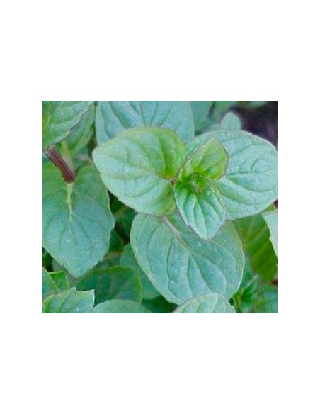 Menta a partir de 1,75€ a Germigarden