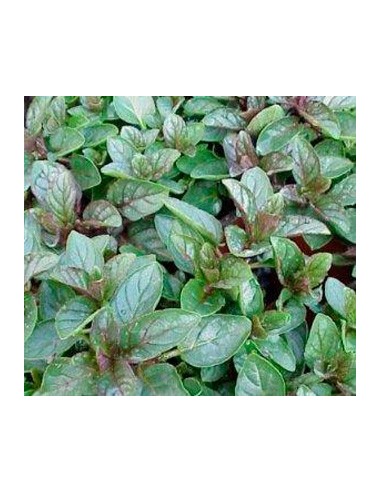 Menta sabor chocolate a partir de 1,75€ en Germigarden