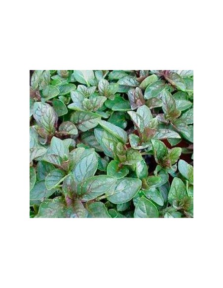 Hortelã-pimenta em Germigarden