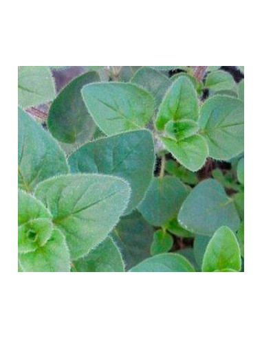 Comprar planta de oregano desde 1,75€ en Germigarden