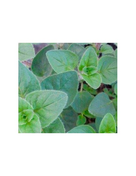 Compre Planta de orégano em Germigarden