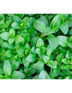 Comprar poleo menta en Germigarden por 1,75€ 2