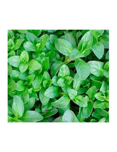 Comprar poleo menta en Germigarden por 1,75€
