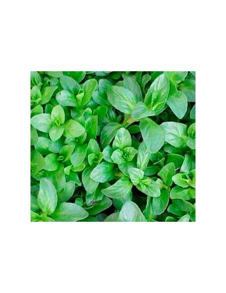 Achetez de la menthe pouliot chez Germigarden pour 1,75 €