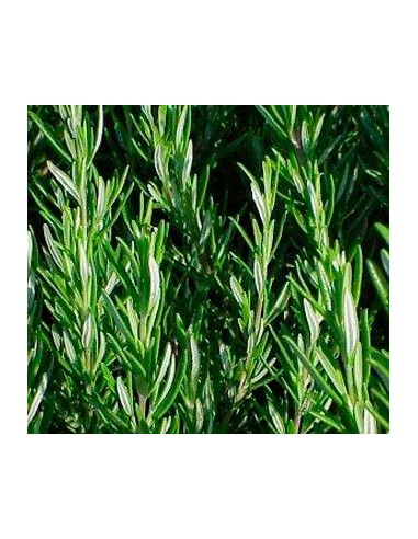 Compre alecrim em Germigarden por € 1,75