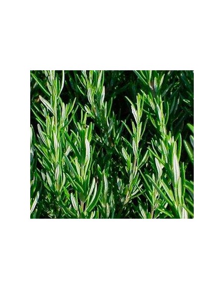 Comprar romero en Germigarden desde 1,75€
