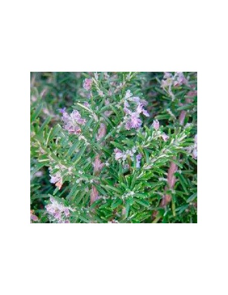 Compre Alecrim rastreiro em Germigarden