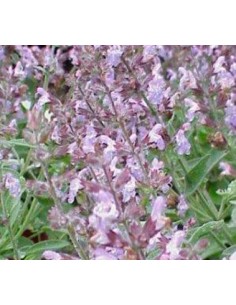 Achetez de la sauge pour 1,75 € chez Germigarden 2