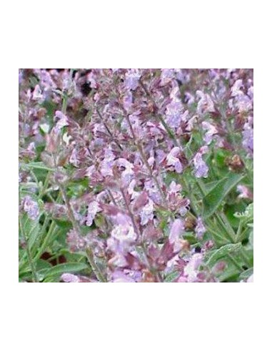 Achetez de la sauge pour 1,75 € chez Germigarden