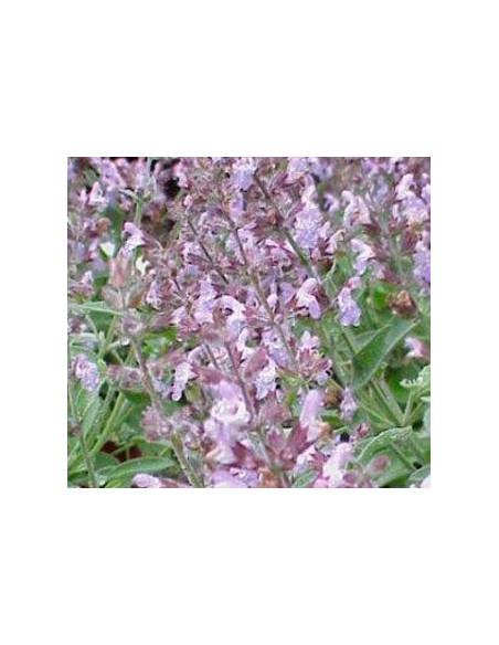Achetez de la sauge pour 1,75 € chez Germigarden