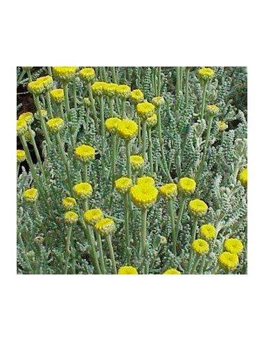 Achetez de la santoline pour 1,75 € chez Germigarden
