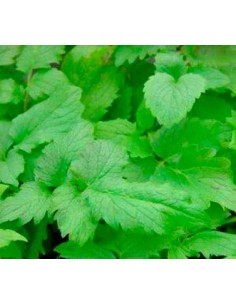 Comprar valeriana en planta viva por 2,40€ en Germigarden 2