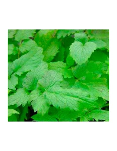 Achetez de la valériane sous forme de plante vivante pour 2,40 € chez Germigarden