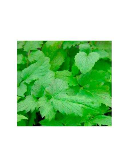 Achetez de la valériane sous forme de plante vivante pour 2,40 € chez Germigarden