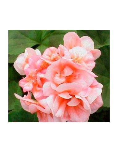 Géranium zonal à partir de 2,70 € chez Germigarden. Choisissez votre couleur