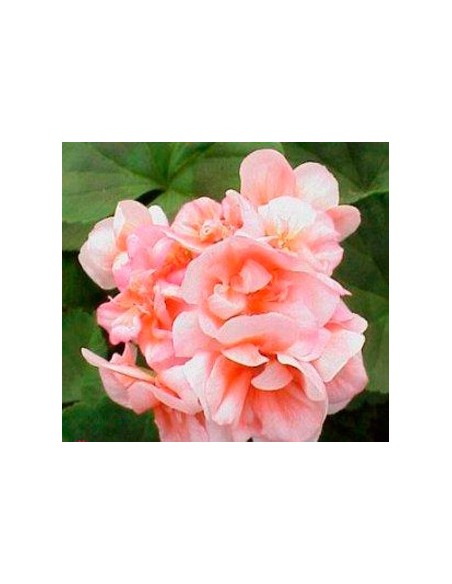 Géranium zonal à partir de 2,70 € chez Germigarden. Choisissez votre couleur