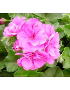 Geranio hiedra desde 2,95€ en Germigarden 2