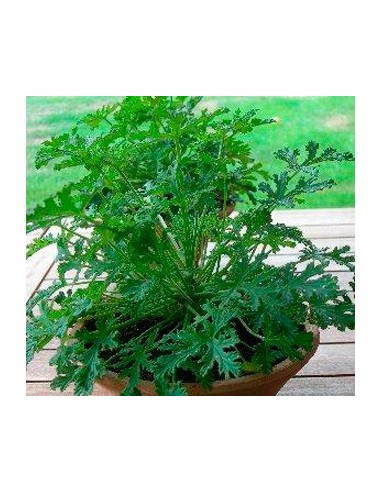 Géranium anti-moustique à 4,35€ chez Germigarden