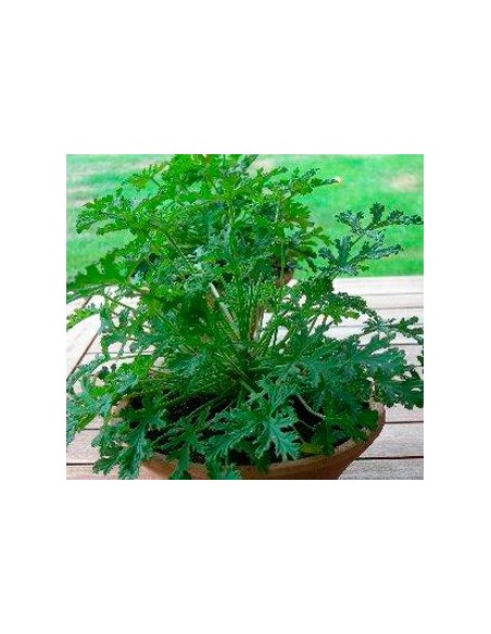 Géranium anti-moustique à 4,35€ chez Germigarden