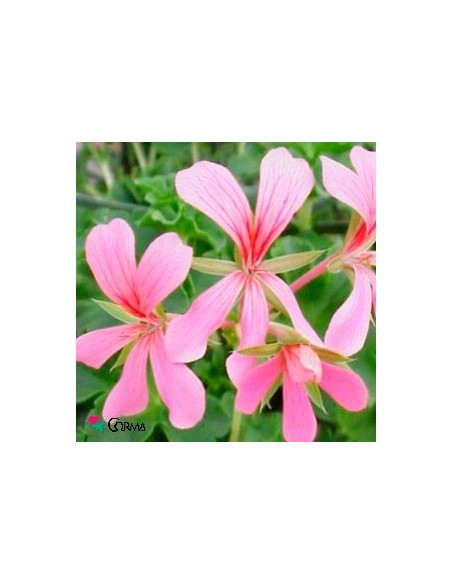 Géranium français ou roi du balcon à 2,95€ chez Germigarden 