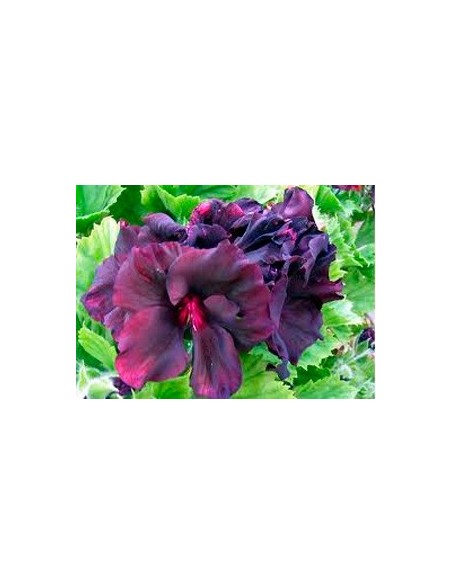 Geranio pensamiento desde 4,95€ en Germigarden