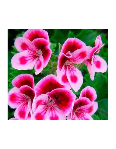 Geranio randy por 3.95€ en Germigarden