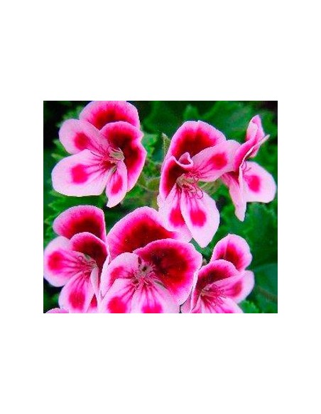 Gerani Randy a Germigarden per 3,95€