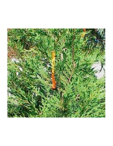 Comprar Leylandii por 5,25€ en Germigarden