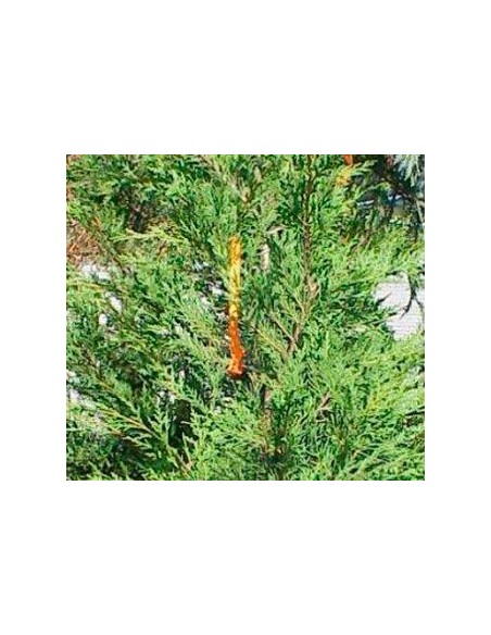 Comprar Leylandii por 5,25€ en Germigarden