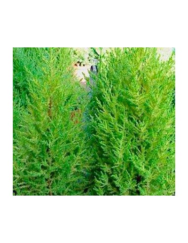 Compre Tuia-holandesa ou goldcrest a partir de € 4 em Germigarden