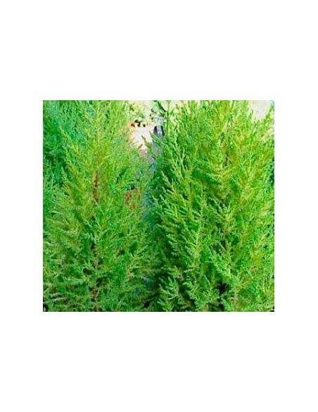 Comprar gold crest desde 4,50€ en Germigarden