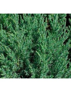 Compre Juniperus da China em Germigarden 2