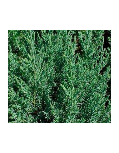 Compre Juniperus da China em Germigarden