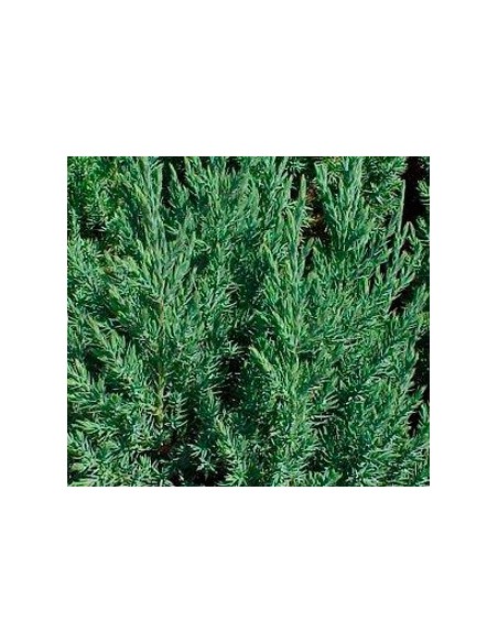 Juniperus chinensis