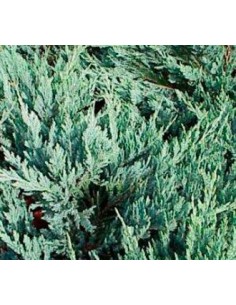 Juniperus rastrero (maceta 18 cm ø) 2