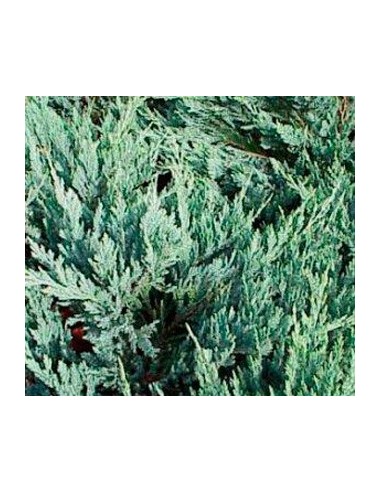 Genévrier Rampant (pot 18 cm ø)