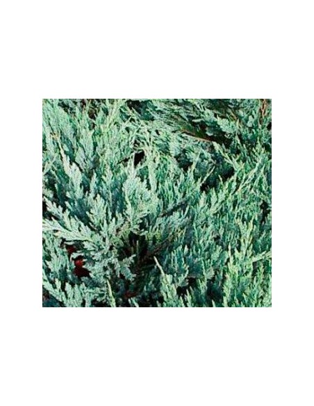 Juniperus rastrer (test 18 cm ø)