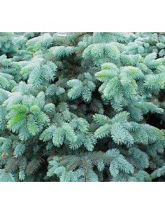 Picea glauca cónica (maceta 19 cm ø) 2